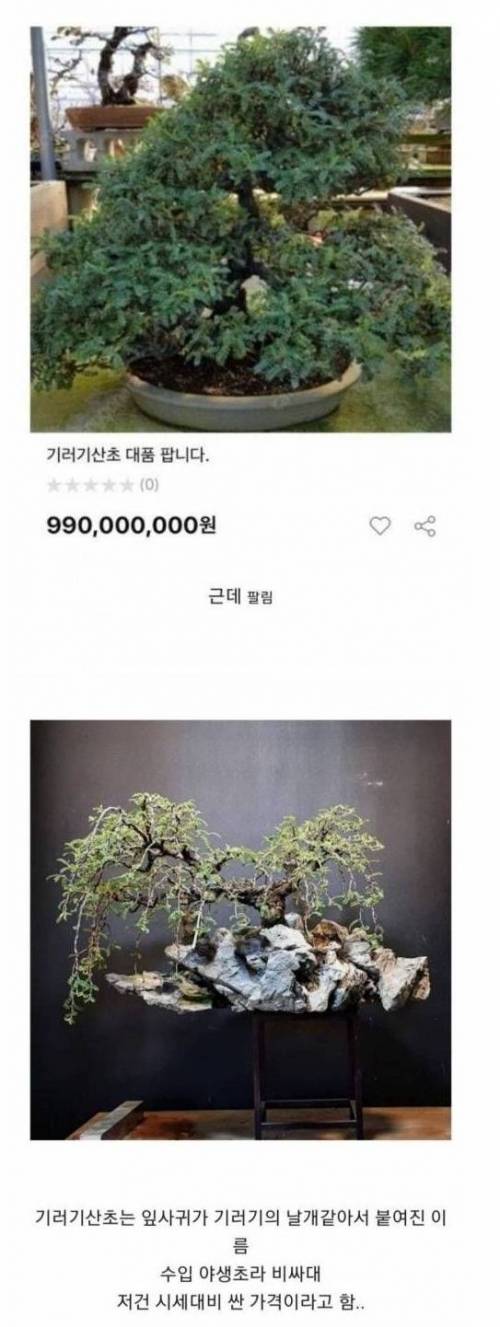 중고나라에 올라온 10억짜리 식물