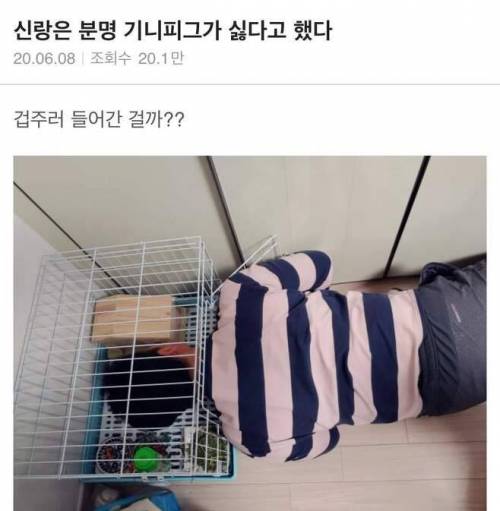 기니피그가 싫은 신랑.jpg