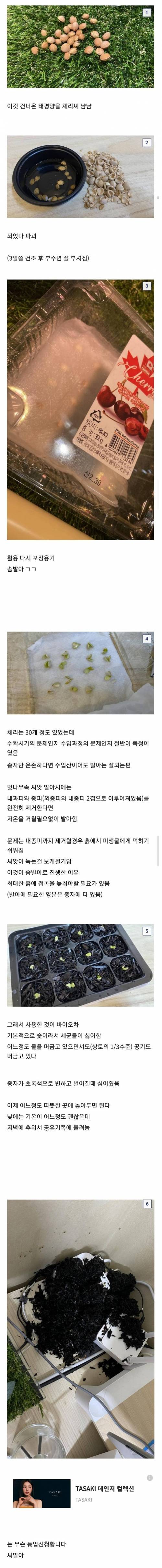 수입산 체리 씨 발아 시키는 식갤러