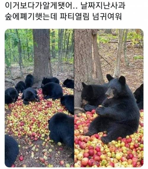 날짜 지난 사과를 숲에 폐기했는데