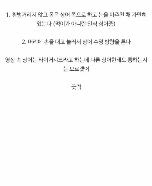 바다에서 상어를 만났을 때 대처법