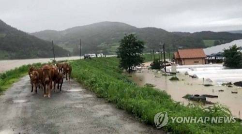 폭우나 태풍왔을때 자체 대피하는 소들.jpg