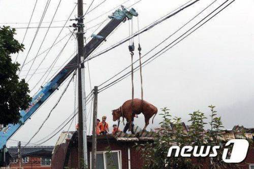 폭우나 태풍왔을때 자체 대피하는 소들.jpg