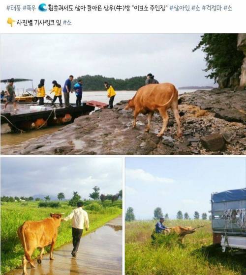 폭우나 태풍왔을때 자체 대피하는 소들.jpg
