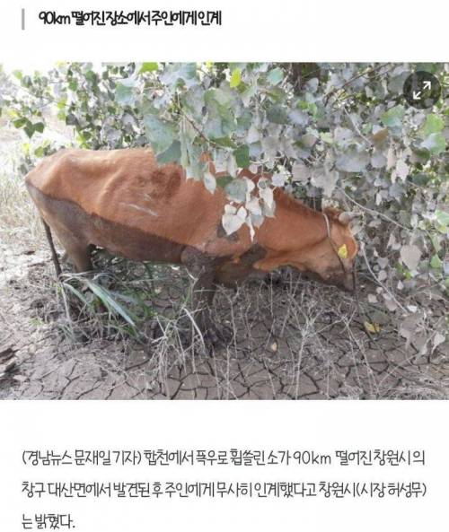 폭우나 태풍왔을때 자체 대피하는 소들.jpg