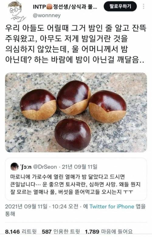 밤인 줄 알고 먹으면 큰일나는 밤같이 생긴 열매