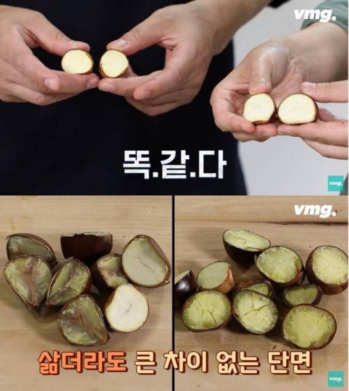 밤인 줄 알고 먹으면 큰일나는 밤같이 생긴 열매
