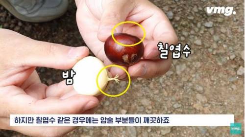 밤인 줄 알고 먹으면 큰일나는 밤같이 생긴 열매