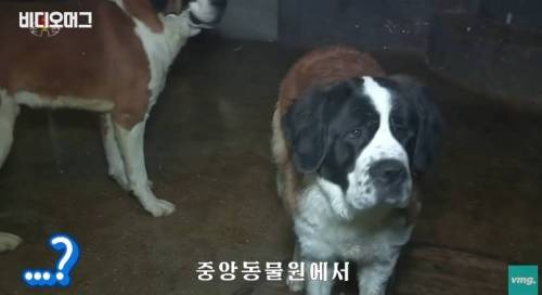 북한 동물원 수준.jpg