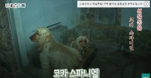 북한 동물원 수준.jpg