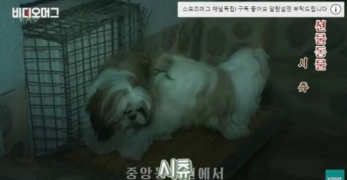 북한 동물원 수준.jpg