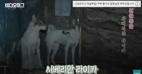 북한 동물원 수준.jpg
