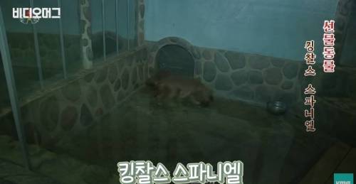 북한 동물원 수준.jpg