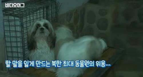 북한 동물원 수준.jpg