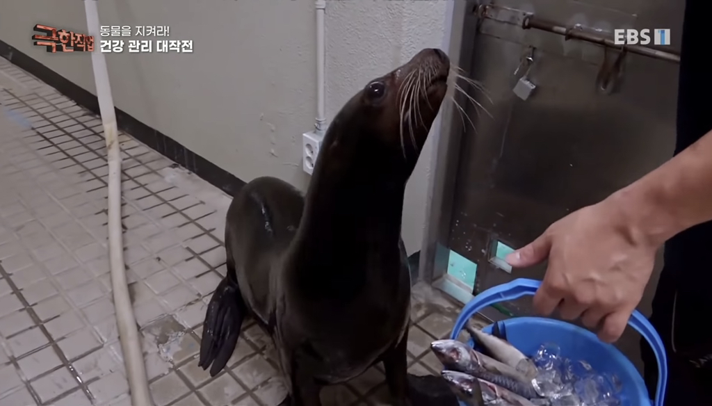 물개 건강검진.jpgif