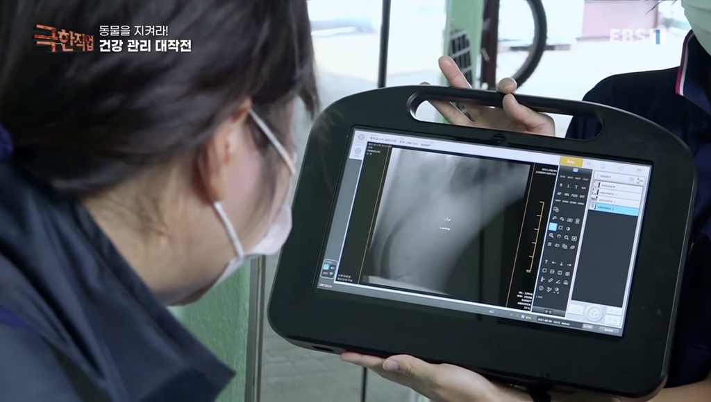 물개 건강검진.jpgif