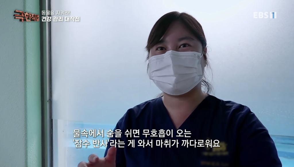 물개 건강검진.jpgif