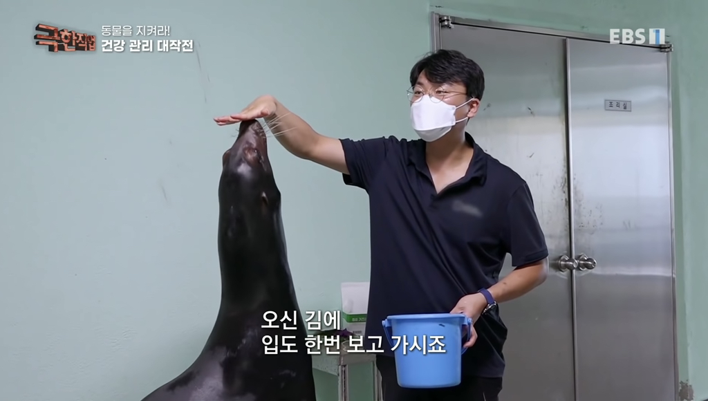 물개 건강검진.jpgif