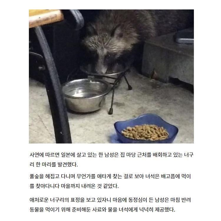 도토리로 은혜 갚은 너구리