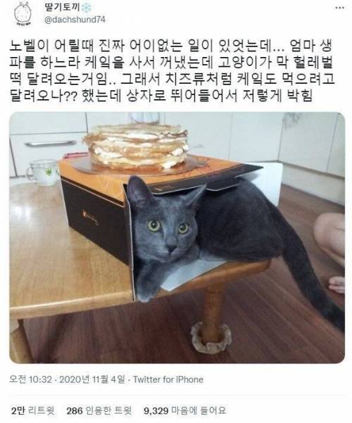 고양이가 생일 케이크에 헐레벌떡 달려든 이유.