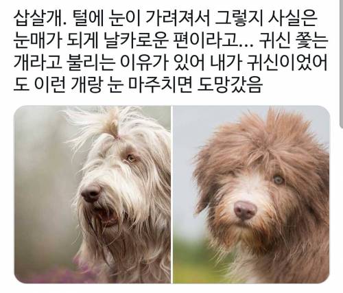 				삽살개가 귀신쫓는 개인 이유 ㄷㄷ