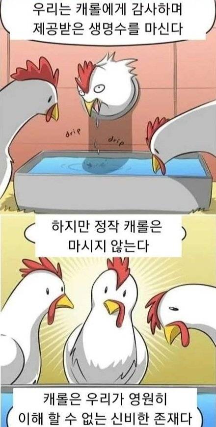 닭들이 신비감을 느끼는 만화