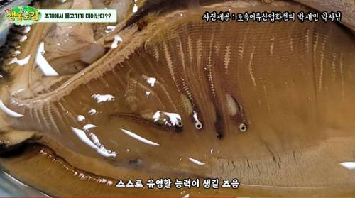 어항에 조개만 넣었는데 물고기가 생긴 이유