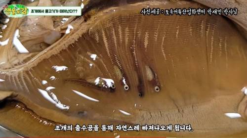 어항에 조개만 넣었는데 물고기가 생긴 이유