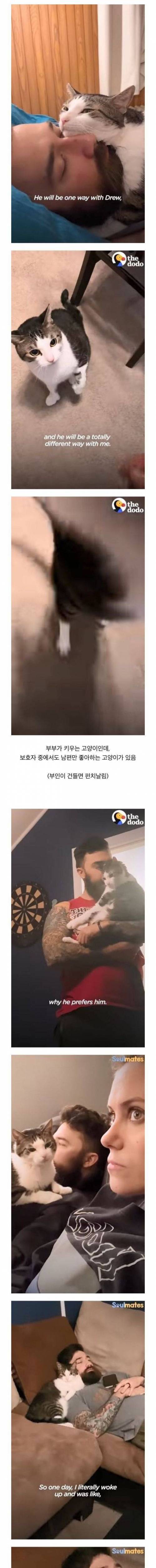 고양이가 남편만 좋아하는 이유