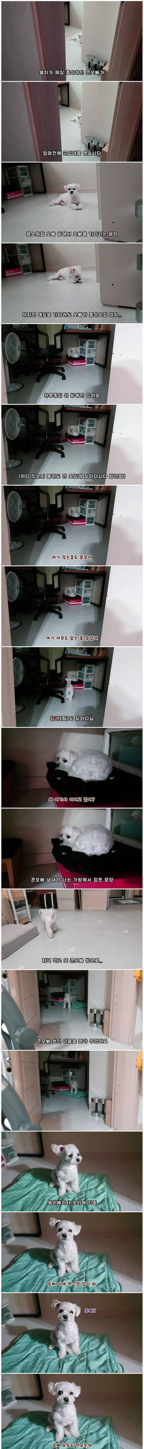 군대 간 주인을 기다리는 강아지