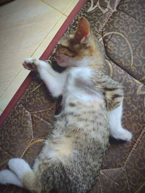 이집트 벽화처럼 자는 고양이.jpg