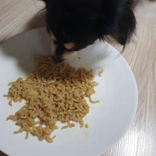 개를 위한 라면
