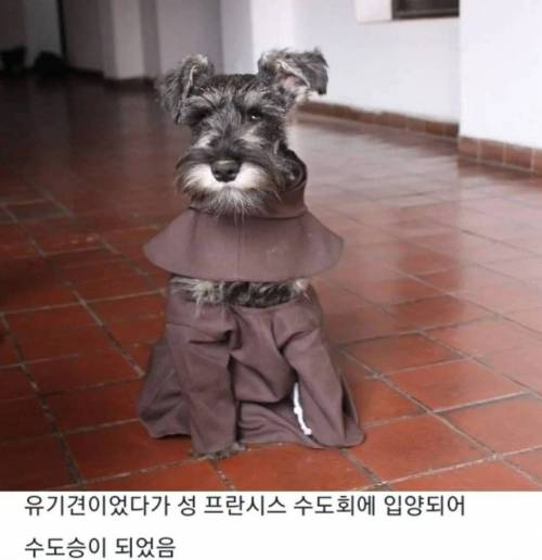 성프란시스 수도원에 입양된 유기견