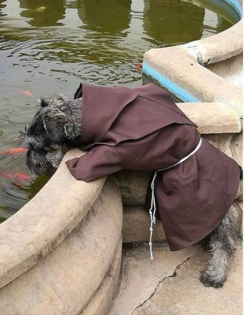 성프란시스 수도원에 입양된 유기견