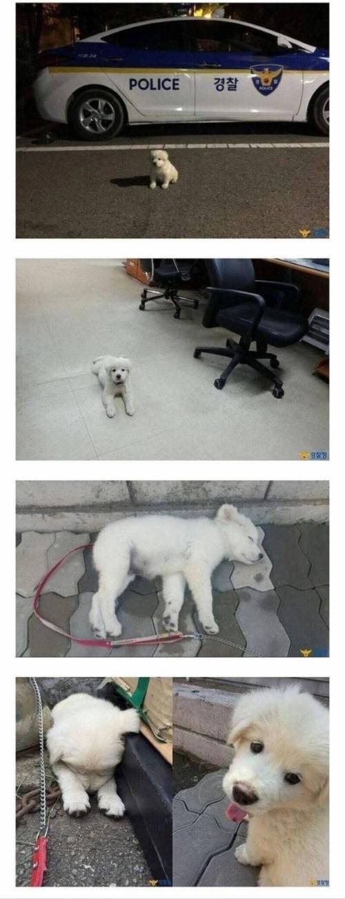 견생 역전한 강아지