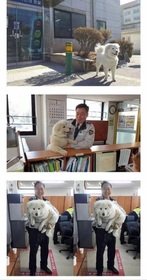 견생 역전한 강아지