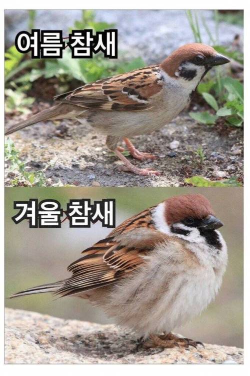 겨울을 보내는 참새