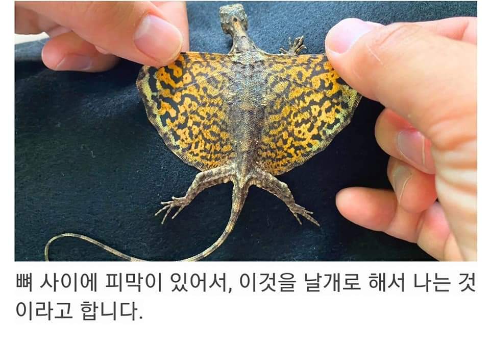 싱글벙글 동물과 사람의 골격 비교