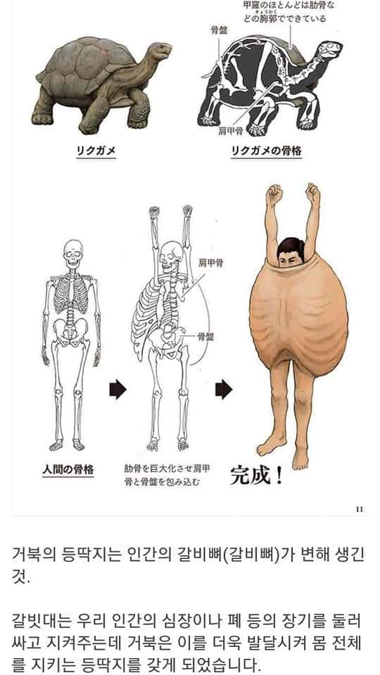 싱글벙글 동물과 사람의 골격 비교