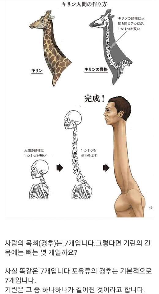 싱글벙글 동물과 사람의 골격 비교