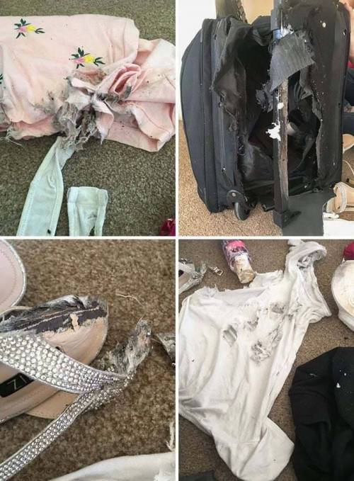 대체 관리를 어떻게 하길래 수화물이 이지경이 되나 궁금한 사진들