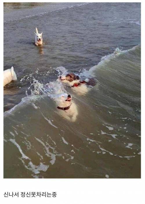 바닷가에 처음 간 댕댕이들