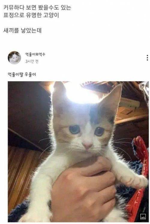 억울하게 생긴 억울이