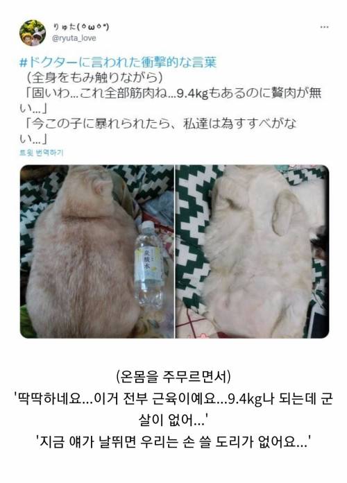 과체중 고양이를 데리고 병원에 갔더니