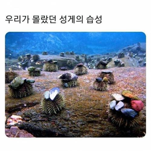 의외로 귀여운 성게.jpg