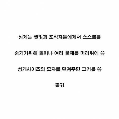 의외로 귀여운 성게.jpg