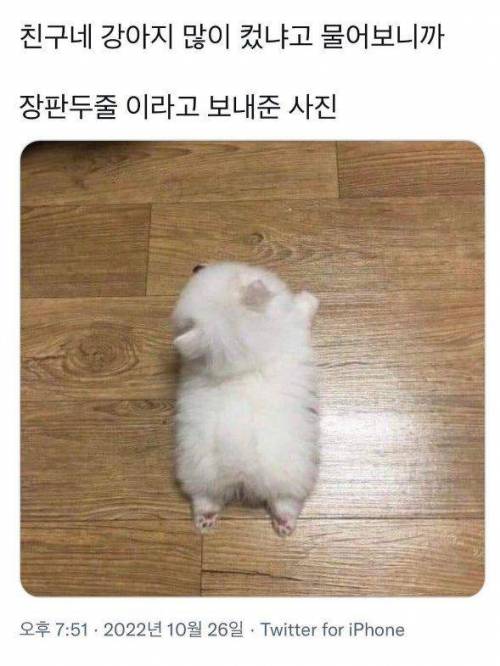 너네 강아지 많이 컸냐