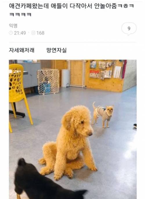 애견카페 간 강아지가 시무룩한 이유