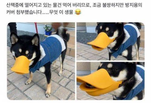 주워먹기방지 입마개 씌운 강아지
