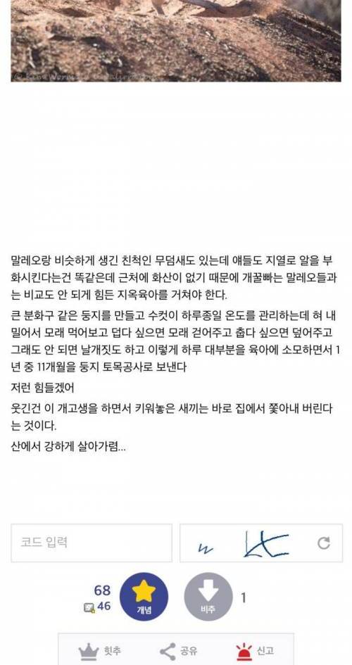 화산의 힘을 이용해서 새끼를 키우는 새